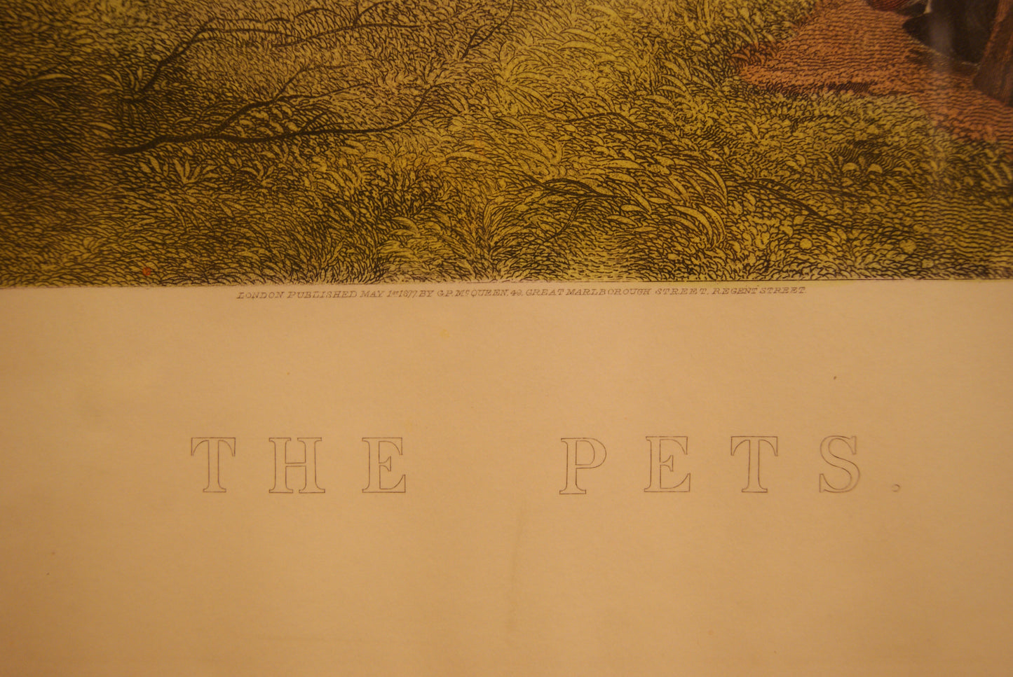 The Pets - Ristampa acquarellata