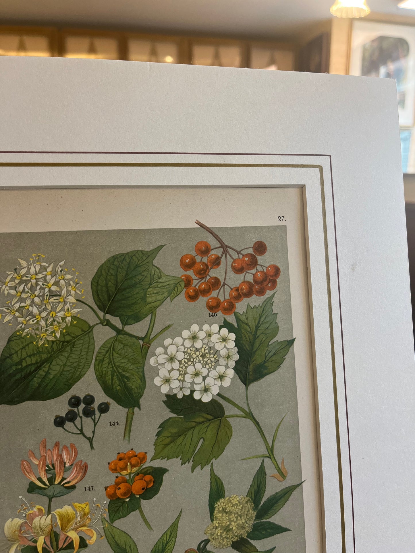 Tavola n.27 Botanilcher Bilder-Atlas - Litografia originale fine '800