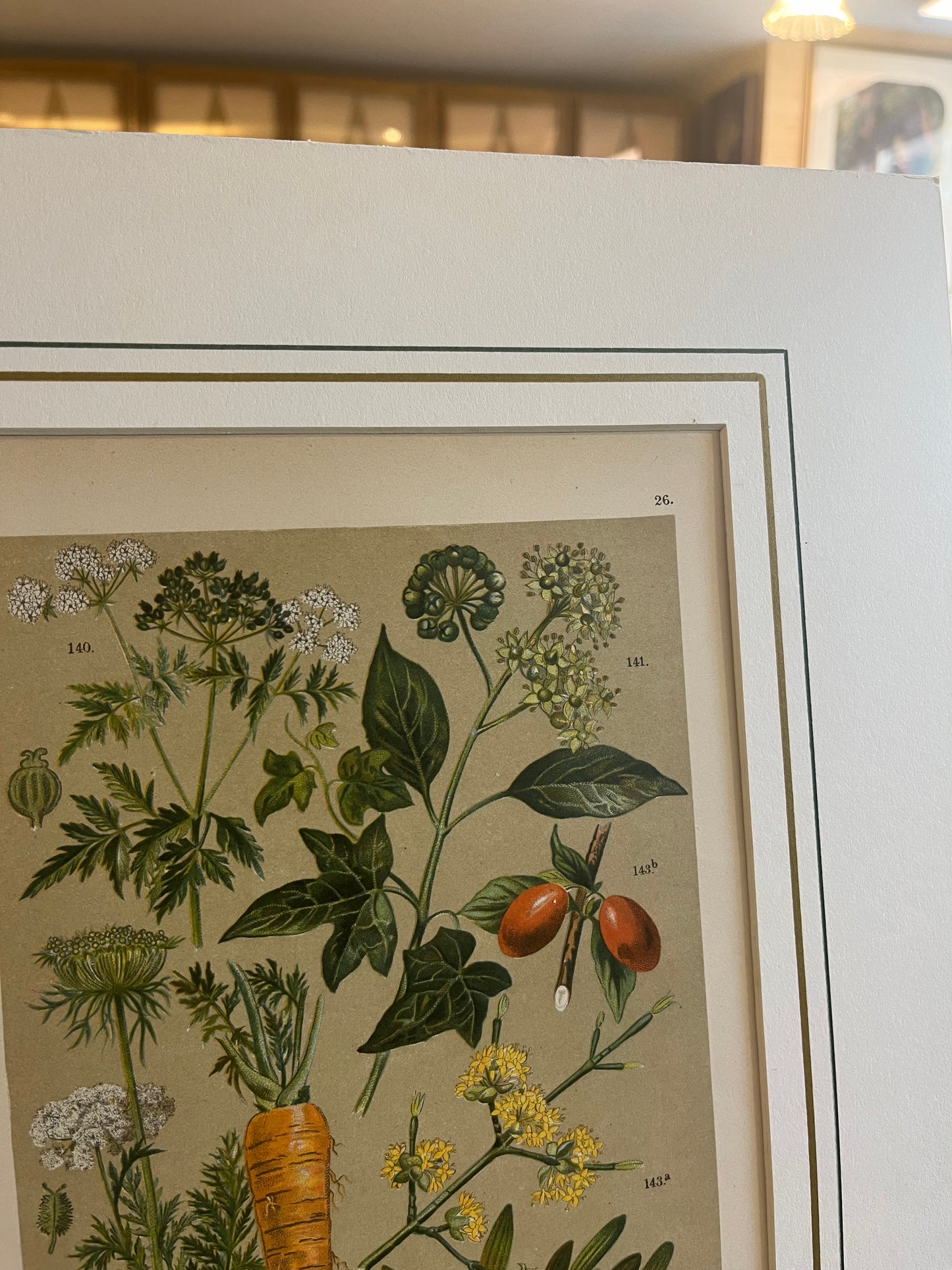 Tavola n.26 Botanilcher Bilder-Atlas - Litografia originale fine '800