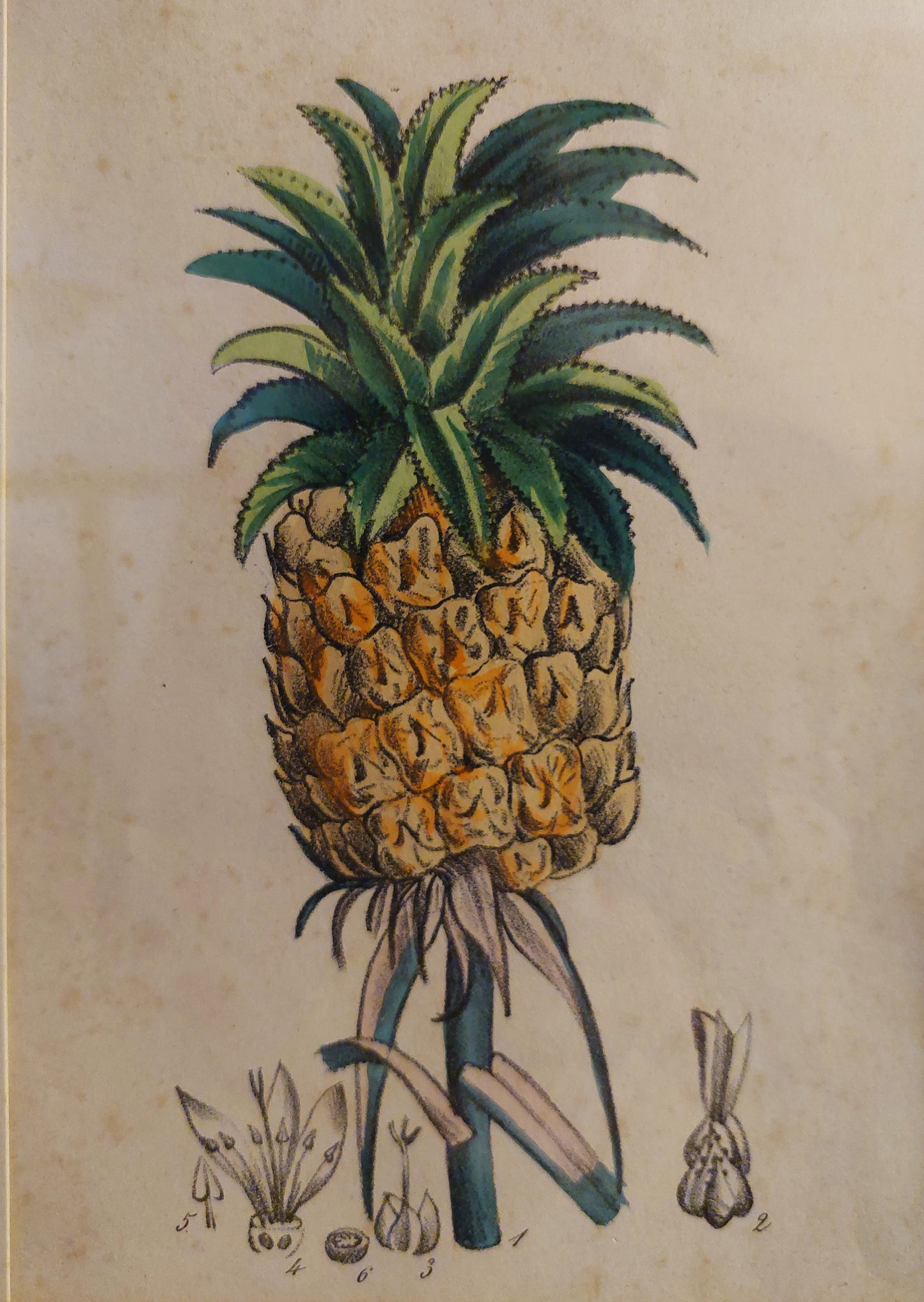 Tavola botanica ananas - Litografia originale metà '800