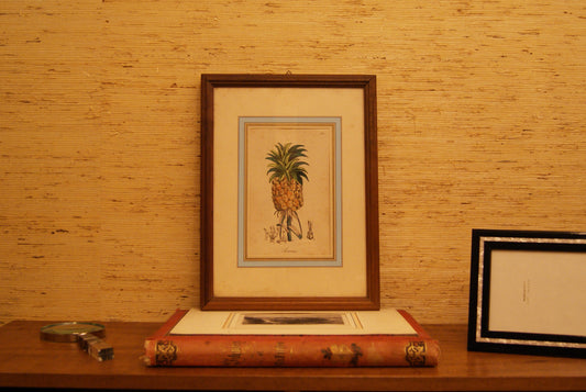 Tavola botanica ananas - Litografia originale metà '800