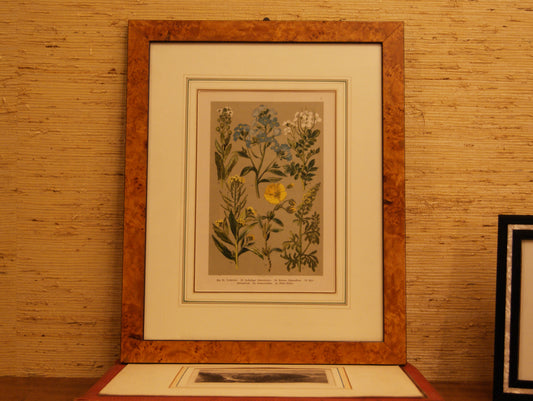Tavola botanica - Cromolitografia originale fine '800